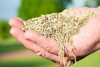 Grass Seed